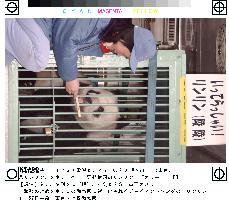 Panda leaves Tokyo for Mexico on mating mission