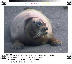 Yokohama ward to give 'Tama-chan' seal resident's card