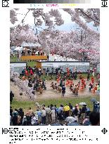 ''Human chess'' played under cherry blossoms