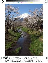 Cherry blossoms out at foot of Mt. Fuji