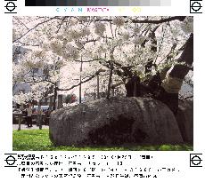'Stone-breaking' cherry tree blossoming