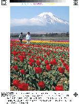 Tulips and Mt. Fuji