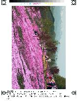 Moss phlox carpets attract tourists