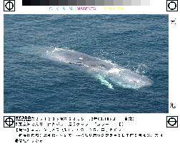 Distressed whale found floating near Tokyo Bay