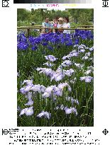 Irises in full bloom in Chiba Prefecture