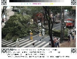 Tree felled in Fukuoka by typhoon's strong winds