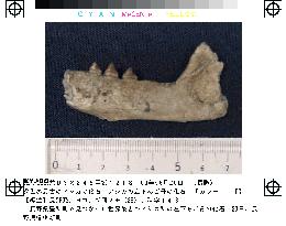 World's oldest fossil of sea lion found in Nagano Pref.