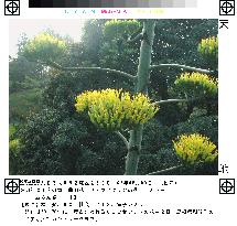 Agave plant blooms in Shimane Pref.