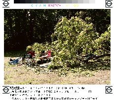 3 campers injured by fallen tree in typhoon