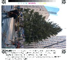 Chritmas tree set up in N.Y.'s Rockfeller Center