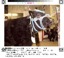 Best Matsuzaka cow priced at 20 mil. yen