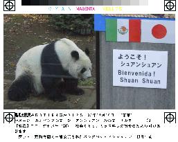 (1)Zoo opens public viewing of Mexican panda