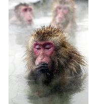 Monkeys warm themselves in hot spring in Hokkaido