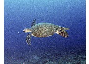 Group warns of spread of tumors among sea turtles in Japan