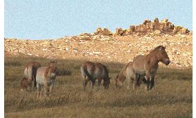 Endangered wild horses on comeback in Mongolia