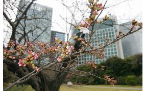 Cherry blossoms come out in Tokyo, Yokohama, Shizuoka