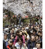 (1)Cherry blossoms out at Tokyo's Ueno Park