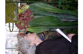 Stinky flower takes top prize at New York orchid show