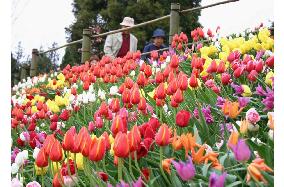 Tulip festival opens in Toyama Pref.