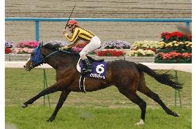 (1)Ingrandire in surprise victory at Tenno-sho