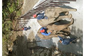 (1)Elderly elephant moves to Japan's first forest sanitarium