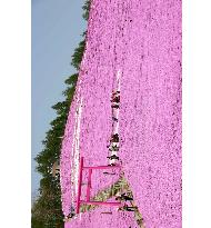 Moss phlox in full bloom in Hokkaido