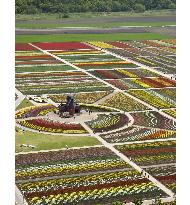 Tulips in full bloom in Hokkaido