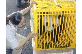 Giant panda in Wakayama given to China for breeding