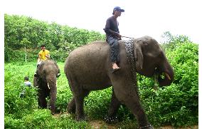 Thai elephants on verge of extinction