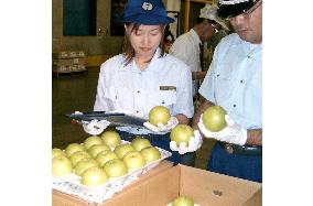 '20th century' pears shipped to mainland China