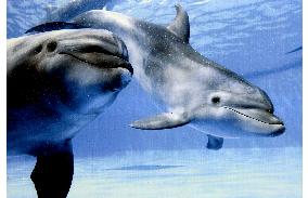 Dolphin calf born of artificial insemination doing well