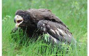 (2)Sakhalin oil, gas project seen threatening sea eagles