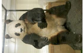 2 men nabbed for alleged sale of real stuffed panda