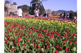 Million tulips in full bloom at Huis Ten Bosch