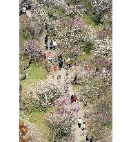 Plum blossoms in full bloom at Kairakuen