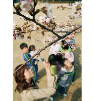 Cherry trees start blooming in Tokyo