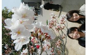 Cherry blossoms bloom at Aichi Expo site