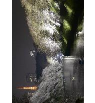 Cherry blossoms in full bloom in Tokyo