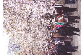 People view cherry blossoms at Osaka mint