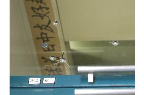 Bullets found at Chinese language school