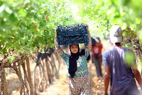 EGYPT-MENOUFIA-GRAPE-HARVEST