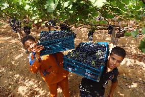EGYPT-MENOUFIA-GRAPE-HARVEST
