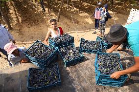 EGYPT-MENOUFIA-GRAPE-HARVEST