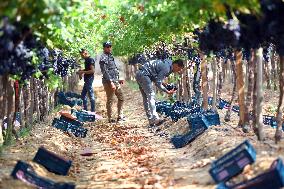 EGYPT-MENOUFIA-GRAPE-HARVEST
