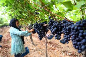 EGYPT-MENOUFIA-GRAPE-HARVEST