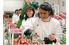 Carnations being exported to Japan for Mother' Day