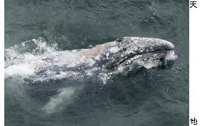 Gray whale strays into Tokyo Bay