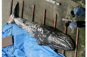 Gray whale found dead outside Tokyo Bay