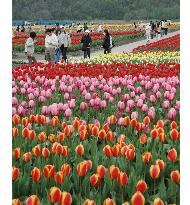 Tulips in full bloom in Hokkaido