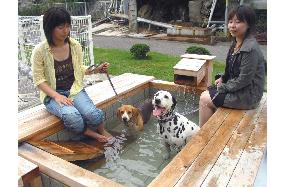 Pets enjoy hot spring